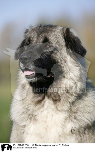 Kaukasischer Schferhund Portrait / caucasian owtscharka / RR-18208