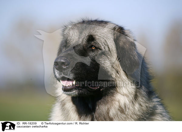 Kaukasischer Schferhund Portrait / caucasian owtscharka / RR-18209