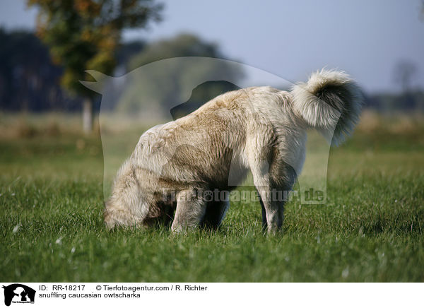 schnuppernder Kaukasischer Owtscharka / snuffling caucasian owtscharka / RR-18217