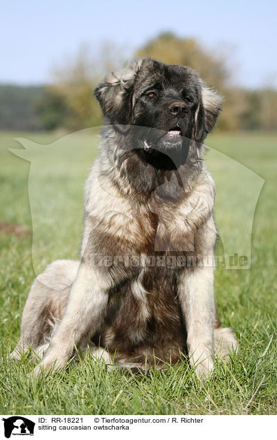 sitzender Kaukasischer Schferhund / sitting caucasian owtscharka / RR-18221