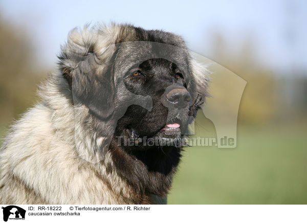 Kaukasischer Schferhund Portrait / caucasian owtscharka / RR-18222