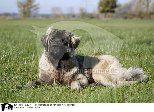 Kaukasischer Schferhund / caucasian owtscharka / RR-18227
