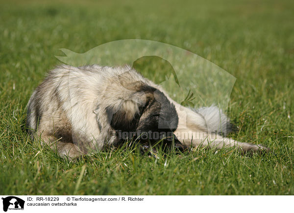 Kaukasischer Schferhund / caucasian owtscharka / RR-18229