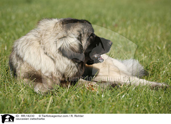 Kaukasischer Schferhund / caucasian owtscharka / RR-18230