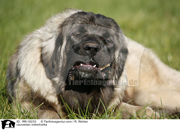 Kaukasischer Schferhund / caucasian owtscharka / RR-18233