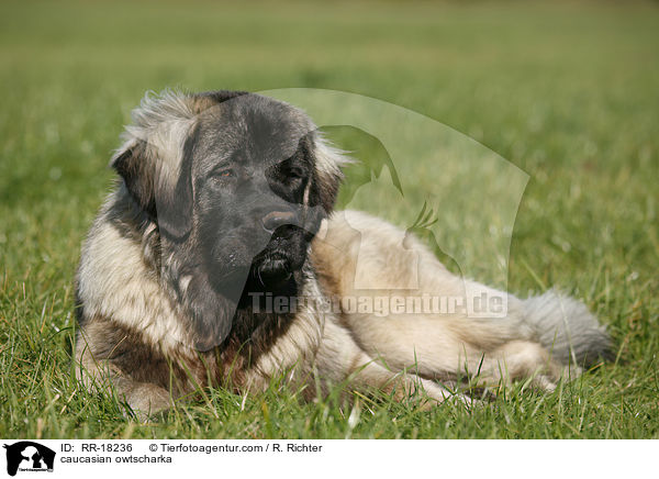 Kaukasischer Schferhund / caucasian owtscharka / RR-18236