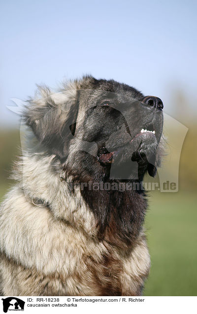 Kaukasischer Schferhund Portrait / caucasian owtscharka / RR-18238