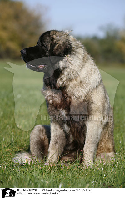 sitzender Kaukasischer Schferhund / sitting caucasian owtscharka / RR-18239
