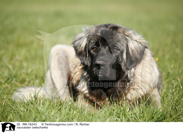 Kaukasischer Schferhund / caucasian owtscharka / RR-18243