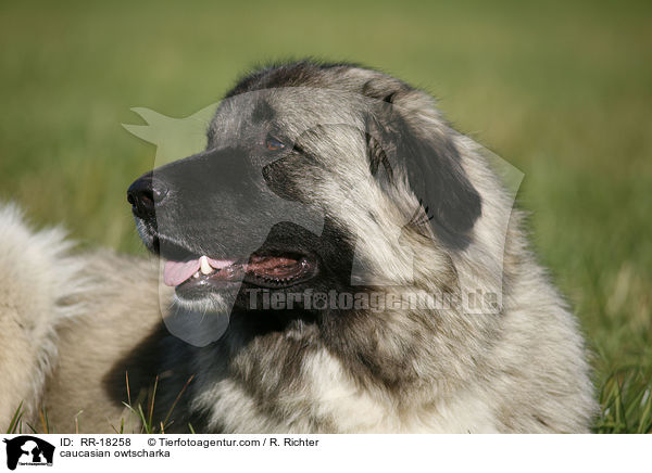 Kaukasischer Schferhund Portrait / caucasian owtscharka / RR-18258