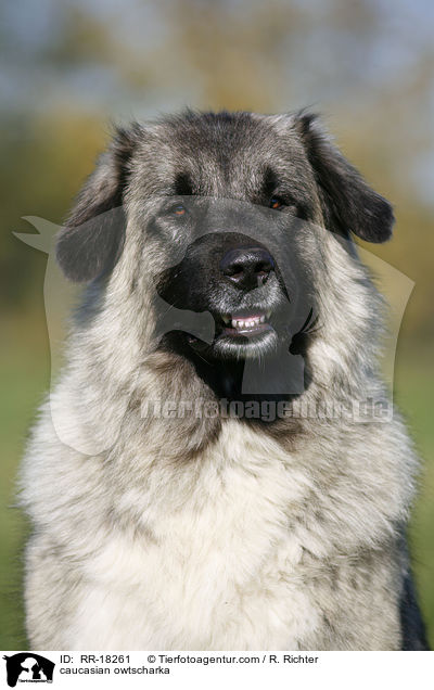 Kaukasischer Schferhund Portrait / caucasian owtscharka / RR-18261