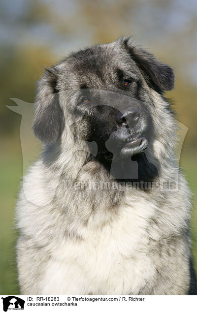 Kaukasischer Schferhund Portrait / caucasian owtscharka / RR-18263