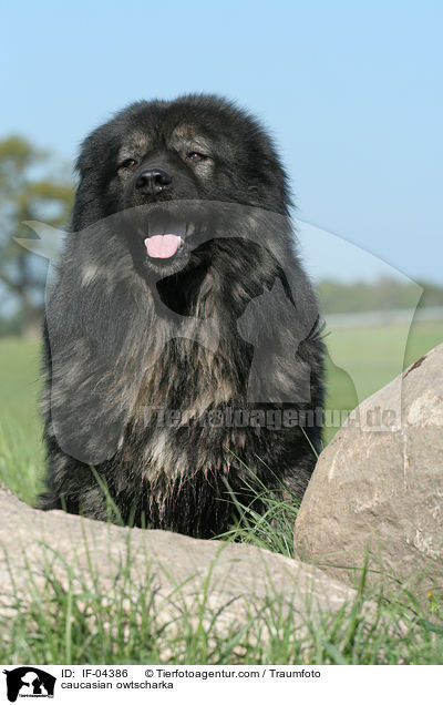 Kaukasischer Schferhund / caucasian owtscharka / IF-04386