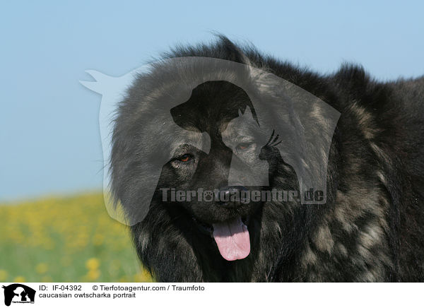 Kaukasischer Schferhund Portrait / caucasian owtscharka portrait / IF-04392