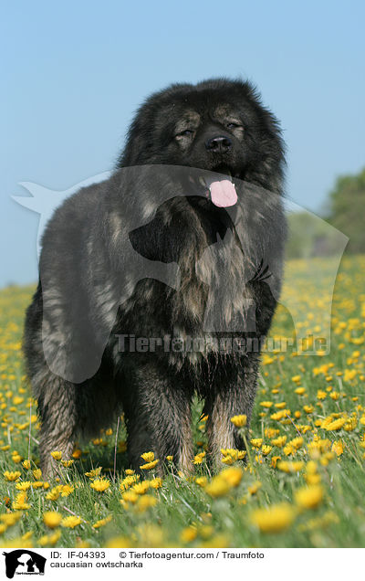 Kaukasischer Schferhund / caucasian owtscharka / IF-04393
