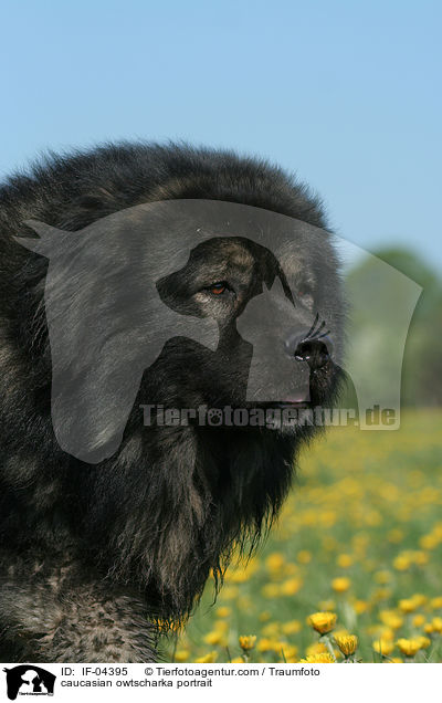 Kaukasischer Schferhund Portrait / caucasian owtscharka portrait / IF-04395
