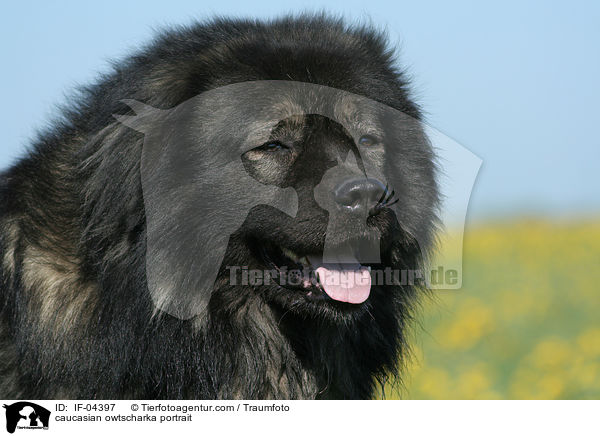 Kaukasischer Schferhund Portrait / caucasian owtscharka portrait / IF-04397