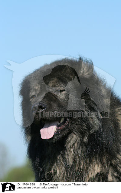 Kaukasischer Schferhund Portrait / caucasian owtscharka portrait / IF-04398