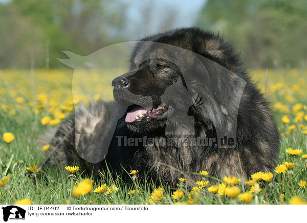 liegender Kaukasischer Schferhund / lying caucasian owtscharka / IF-04402