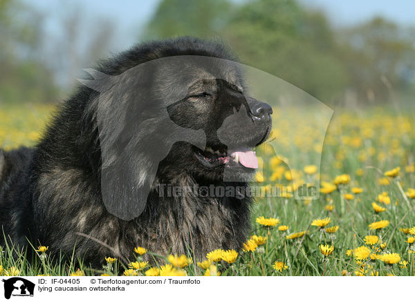 liegender Kaukasischer Schferhund / lying caucasian owtscharka / IF-04405