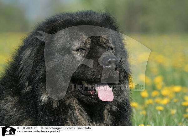 Kaukasischer Schferhund Portrait / caucasian owtscharka portrait / IF-04406