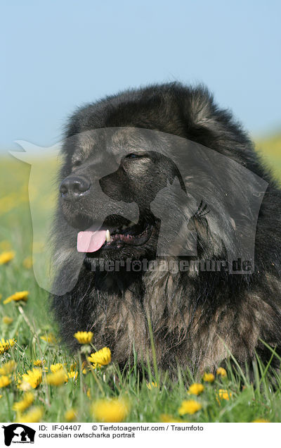 Kaukasischer Schferhund Portrait / caucasian owtscharka portrait / IF-04407