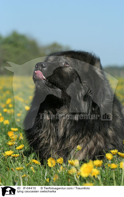 liegender Kaukasischer Schferhund / lying caucasian owtscharka / IF-04410