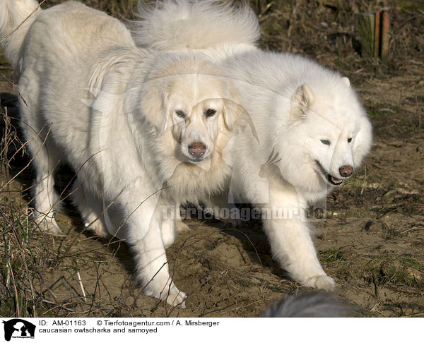 Kaukasischer Schferhund und Samojede / caucasian owtscharka and samoyed / AM-01163