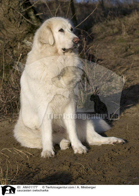 Kaukasischer Schferhund / caucasian owtscharka / AM-01177