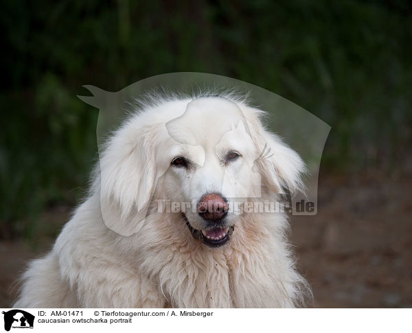 Kaukasischer Schferhund Portrait / caucasian owtscharka portrait / AM-01471