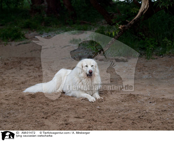 liegender Kaukasischer Schferhund / lying caucasian owtscharka / AM-01472