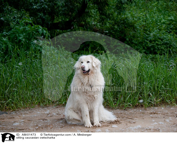 sitzender Kaukasischer Schferhund / sitting caucasian owtscharka / AM-01473