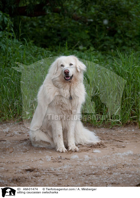 sitzender Kaukasischer Schferhund / sitting caucasian owtscharka / AM-01474