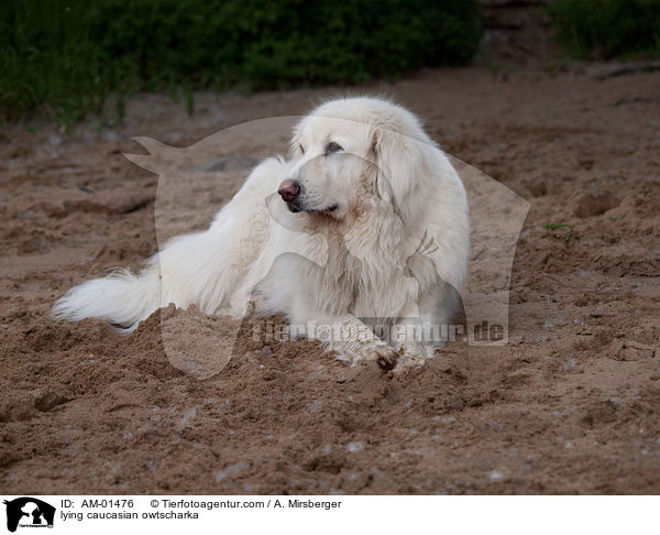liegender Kaukasischer Schferhund / lying caucasian owtscharka / AM-01476
