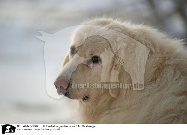 Kaukasischer Schferhund / caucasian owtscharka portrait / AM-02996