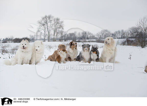 several dogs / AM-03086