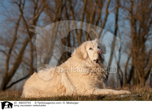 liegender Kaukasischer Schferhund / lying caucasian owtscharka / AM-03744