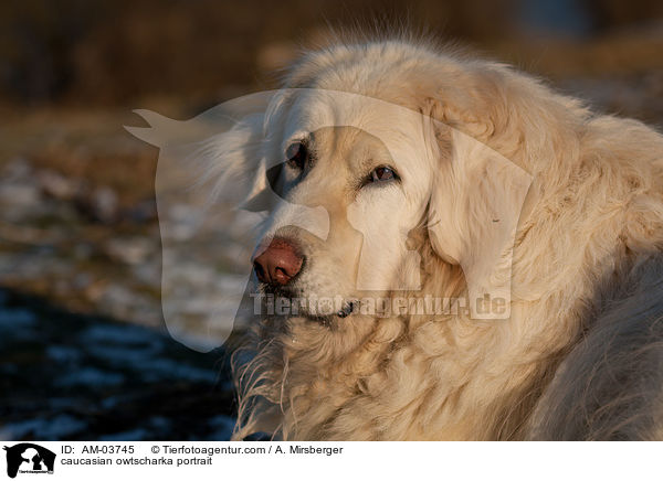 Kaukasischer Schferhund Portrait / caucasian owtscharka portrait / AM-03745