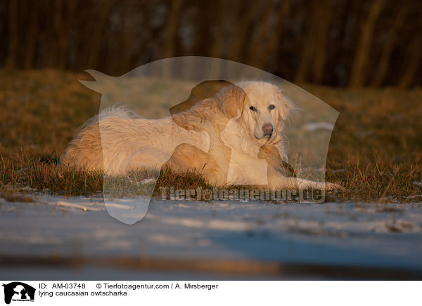 liegender Kaukasischer Schferhund / lying caucasian owtscharka / AM-03748
