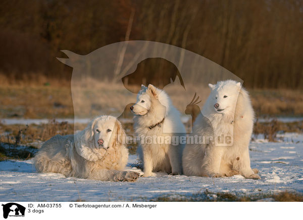 3 dogs / AM-03755