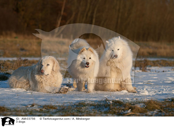 3 dogs / AM-03756