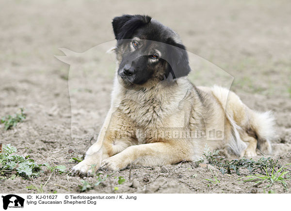 lying Caucasian Shepherd Dog / KJ-01627