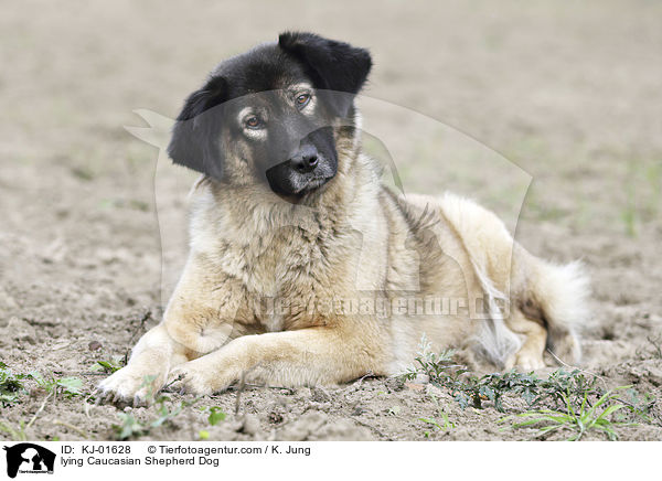 lying Caucasian Shepherd Dog / KJ-01628
