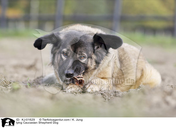 lying Caucasian Shepherd Dog / KJ-01629