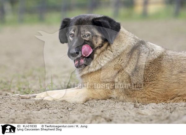 lying Caucasian Shepherd Dog / KJ-01630
