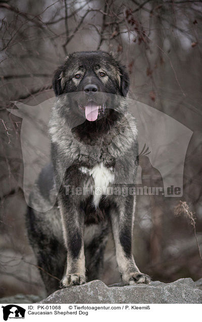 Caucasian Shepherd Dog / PK-01068