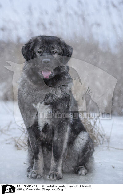 sitting Caucasian Shepherd Dog / PK-01271