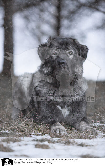 lying Caucasian Shepherd Dog / PK-01272