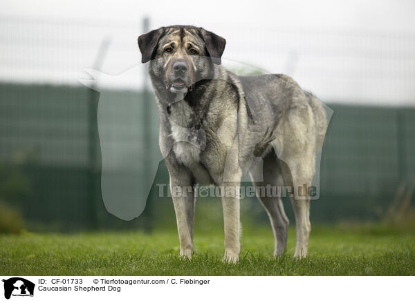 Kaukasischer Schferhund / Caucasian Shepherd Dog / CF-01733