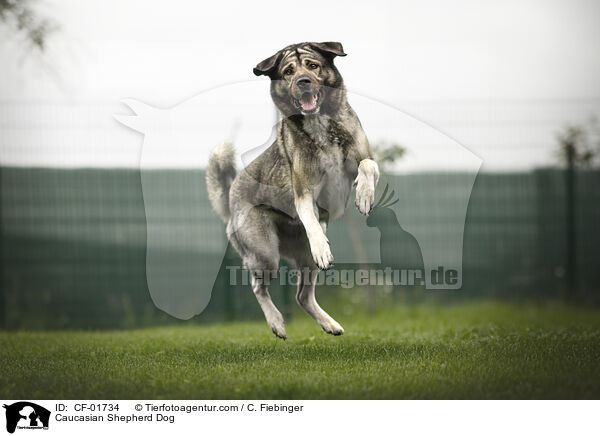 Kaukasischer Schferhund / Caucasian Shepherd Dog / CF-01734